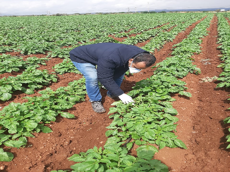 Syngenta au Maroc