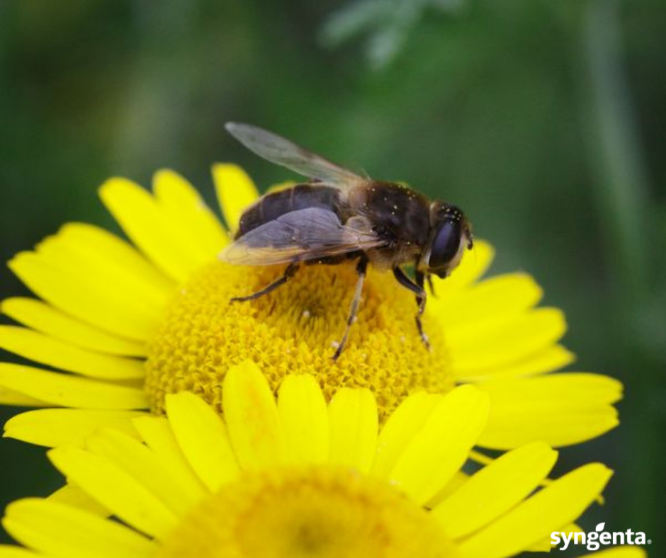 abeilles_operation_pollinator
