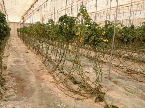 Rendement réduit et flétrissement de feuilles des racines de tomates infectées 
