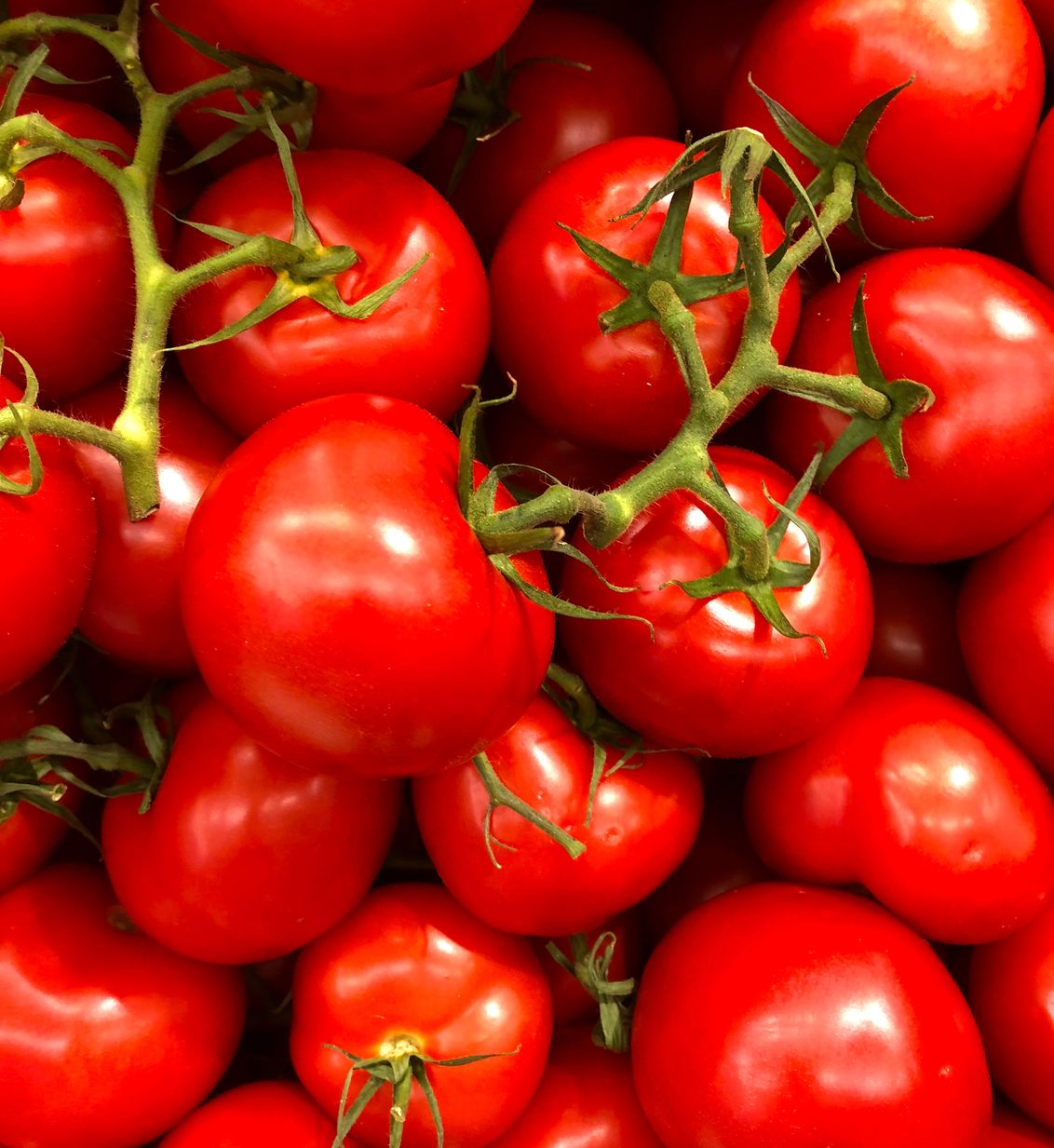 Tomates Semences