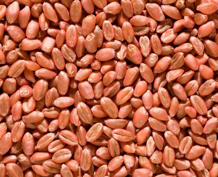 semences céréales traitées