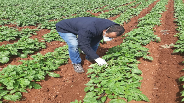 Syngenta au Maroc