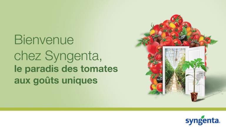 Le paradis des tomates aux goûts uniques