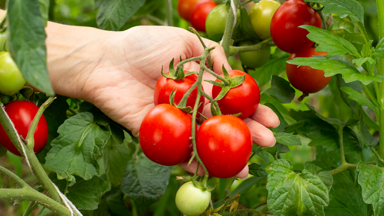 tomates