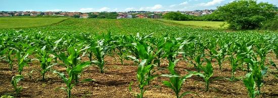 Corn_Dracma