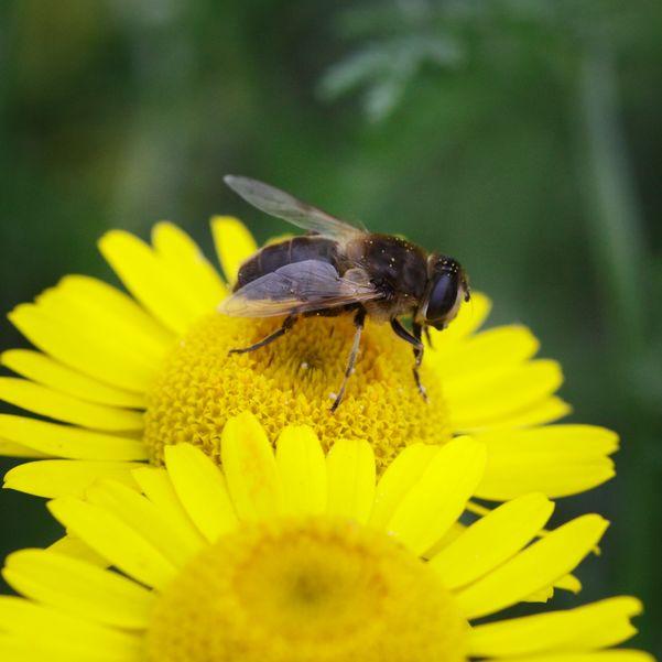 abeilles