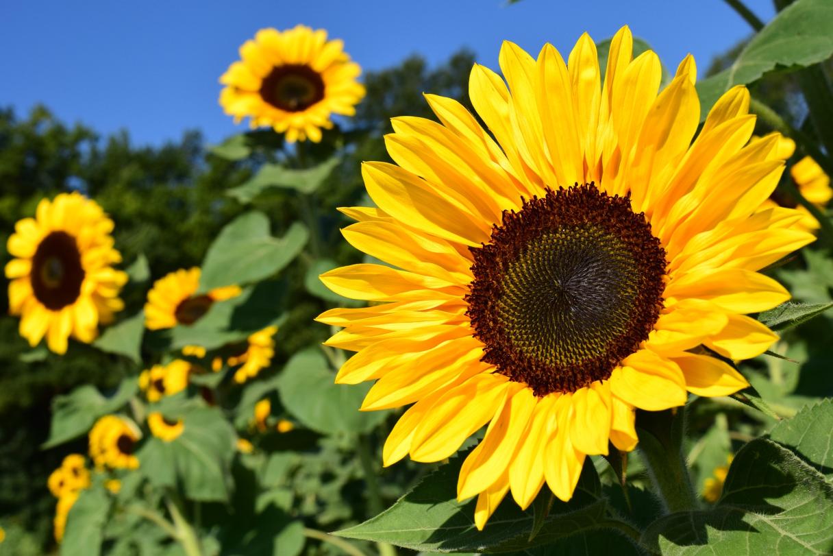 SY Kiara Tournesol