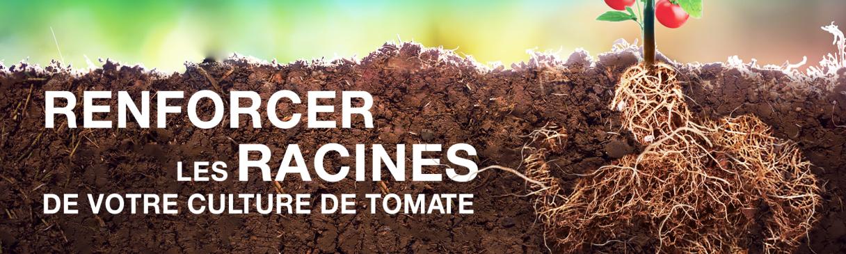 Renforcer les racines de votre culture de tomate