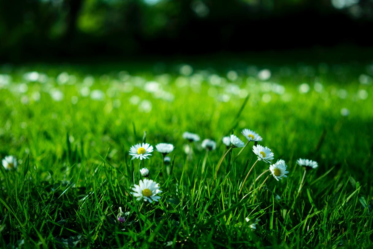 pelouses et jardins